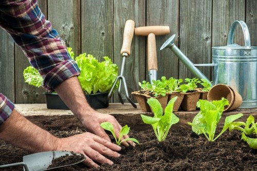 Healthy green lawn care in Chigwell garden