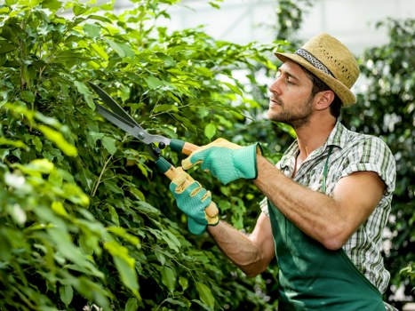 Professional arborist assessing a tree for pruning in Chigwell
